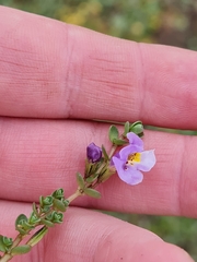Thyridia repens