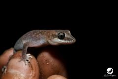 Diplodactylus lateroides