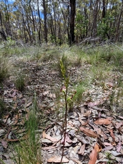 Cryptostylis leptochila