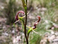 Cryptostylis leptochila
