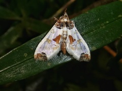 Neoleucinodes elegantalis