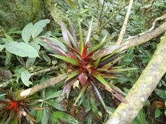 Bromeliaceae