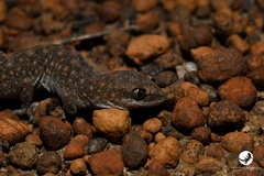 Diplodactylus lateroides
