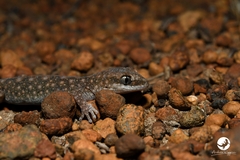 Diplodactylus lateroides