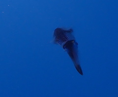 Sepioteuthis lessoniana