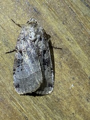 Xestia normanianus