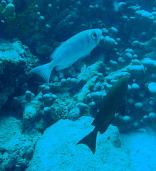 Priacanthus hamrur