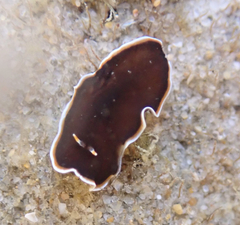 Callioplana