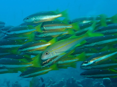 Mulloidichthys vanicolensis