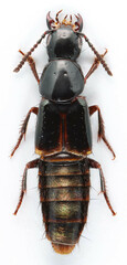 Quedius cinctus
