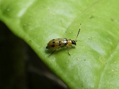 Diabroticina