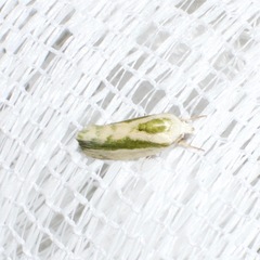 Earias huegeliana