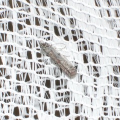 Ephestia elutella