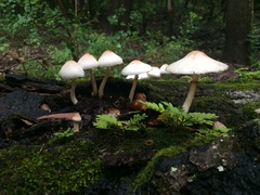 Leucoagaricus