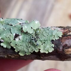 Crespoa crozalsiana