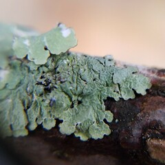 Crespoa crozalsiana
