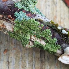 Hyperphyscia syncolla