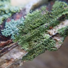 Hyperphyscia syncolla