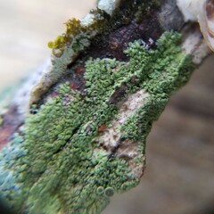 Hyperphyscia syncolla