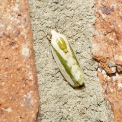 Earias huegeliana