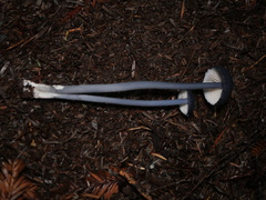 Entoloma serrulatum