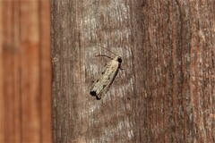 Bactra