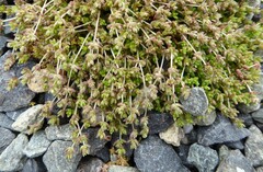 Crassula mataikona