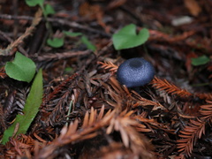 Entoloma serrulatum