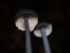 Entoloma serrulatum