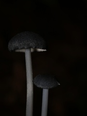 Entoloma serrulatum