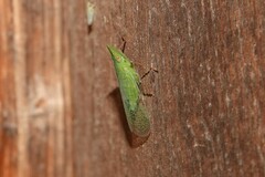 Rhynchomitra recurva