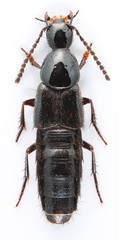 Philonthus carbonarius