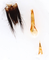 Philonthus carbonarius