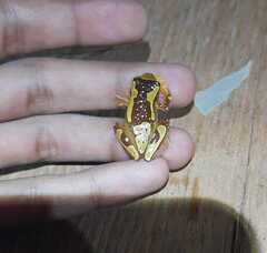 Dendropsophus ebraccatus