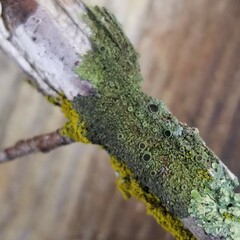 Hyperphyscia syncolla