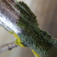 Hyperphyscia syncolla