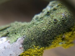 Hyperphyscia syncolla