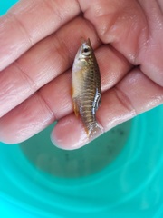 Fundulus xenicus
