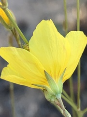 Linum aristatum