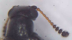 Zenascus antennalis