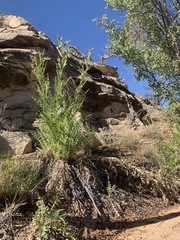 Cirsium calcareum