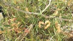 Mimosa monancistra