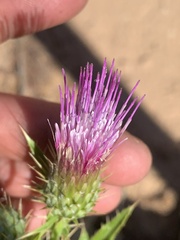 Cirsium calcareum