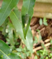 Graphium agamemnon