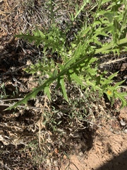 Cirsium calcareum