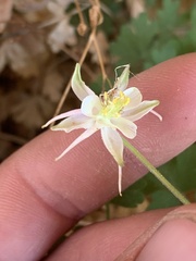 Aquilegia micrantha
