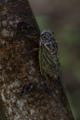 Cryptotympana facialis