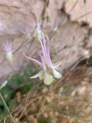Aquilegia micrantha