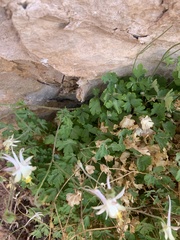 Aquilegia micrantha