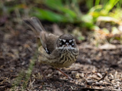 Spotted Scrubwren photo 3